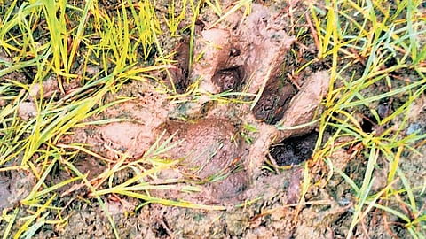 Tiger pugmarks spotted by locals on the outskirts of Mandelagudem village in Raghunathanpally mandal