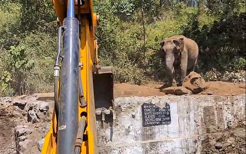 After more than seven hours of operation, a wild elephant calf aged three to four years that fell into the ground-level open drinking water tank at Villonie Estate in Valparai in Anamalai Tiger Reserve (ATR) has been rescued.