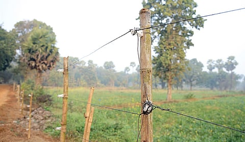 The solar-fencing that has curbed animal raids on crops at Sorat village in Dhenkanal.