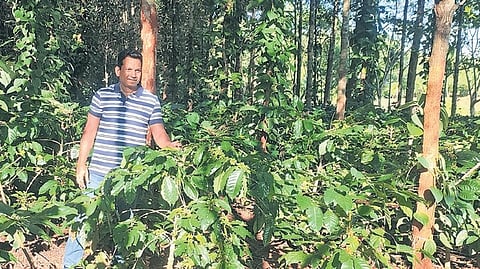 Subrat Dash stands amidst his coffee plantation at Pakandola village in Koraput district