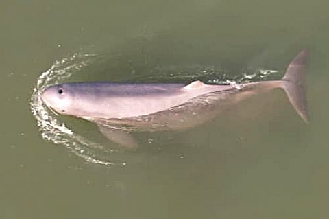 Dolphin population in the state has jumped to 765.