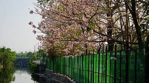 Tabebuia genus in blooms at Panampilly Nagar.