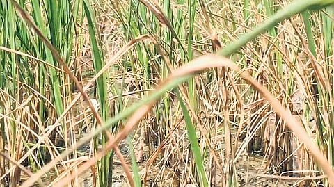 Thaladi paddy wither in a field at Tirupoondi in Nagapattinam.