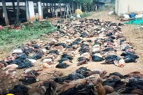 Hundreds of chickens died due to Influenza virus (Birdflu).