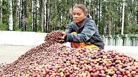 Till February 1, 2026, coffee exports for 2025-26 were at $1.72billion.