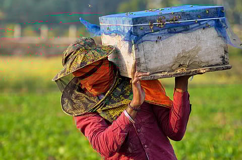 A migratory beekeeper carries a bee box to place near a mustard field in the Binnabari village.