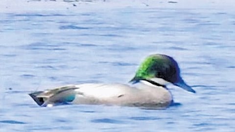 The Falcated Duck, also known as the Falcated Teal (Mareca falcata)
