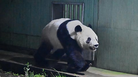 In this photo taken in the early hours of Jan. 28, 2026, and released by the China Conservation and Research Center for Giant Panda, giant panda Xiao Xiao, newly returned from Japan, walks in an enclosure at the China Conservation and Research Center for Giant Panda in southwestern China's Sichuan province.