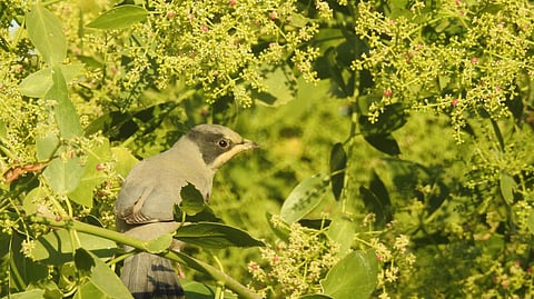 The rare Grey Hypocolius