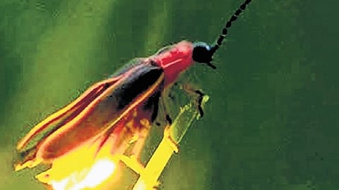 Fireflies play a crucial role in maintaining ecological balance by feeding on crop-damaging pests and acting as natural indicators of environmental health.