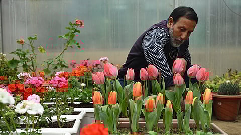 The winter bloom was achieved at the research garden of SKUAST at Shalimar in Srinagar in late December and early January under carefully controlled conditions.