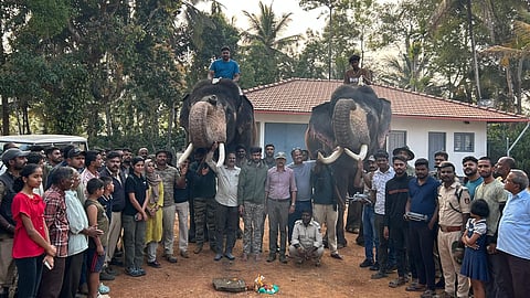 Tamed elephants Mahendra and Bhima, along with the team, were involved in the capture mission.