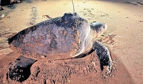 While record nesting numbers have boosted conservation efforts, the mortality has highlighted the continuing risks posed by fishing-related entanglement.