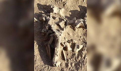 Coimbatore: Animal bone cluster found in Molapalayam village during excavation.