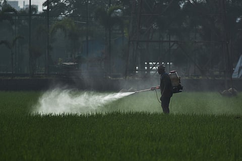 A farmer sprays pesticides in his field. (Express Photo | Prasant Madugula)
