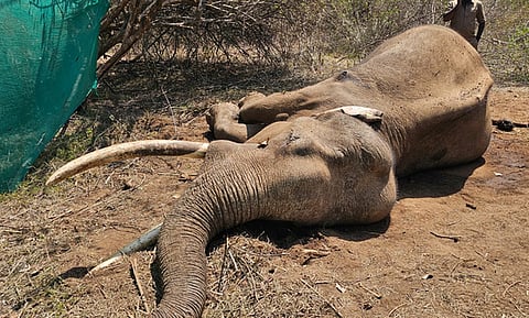 Rivaldo, the 'friendly' wild elephant of Singur forest range, which was being monitored by the forest department officials for over the past week and was being treated since Thursday, died without responding to treatment on Friday.