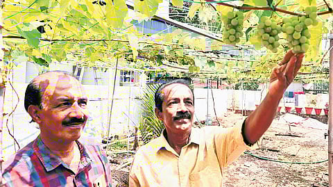 T S Sreekumar and his brother Sreeprakash at their vineyard.