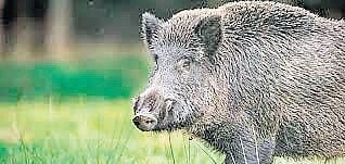 Raghunathan was returning after buying breakfast when the boar charged at him suddenly.