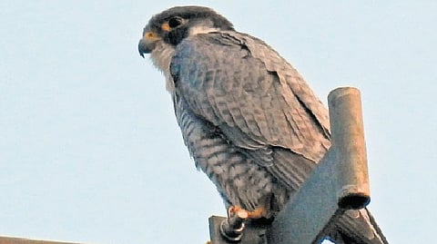 For conservationists, it signals resilience and underlines the rich biodiversity thriving quietly within the reserve.