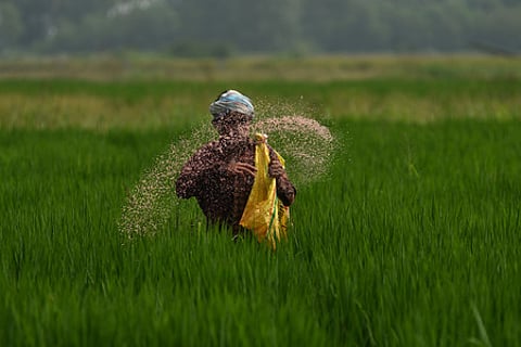 A farmer sprays urea in his field for the good yield at the outskirts of Vijayawada.