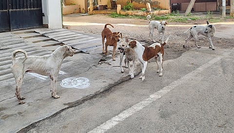 A comprehensive census conducted in mid-2025 estimated the stray dog population in the city at 38,348.