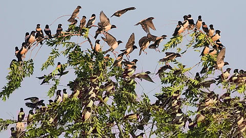 Officials noted that this season is ideal for documenting both local terrestrial birds and migratory species, making the census crucial for understanding bird diversity and population trends.