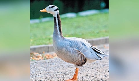 A bar-headed goose.