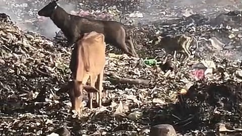 Sambar deer seen feeding on garbage in reserve forest, activists raise alarm