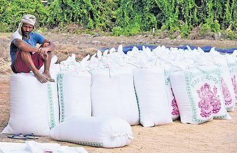 Harvested samba paddy kept ready to be sent to a mill in Tiruchy