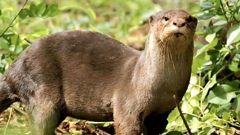 The smooth-coated otter is classified as a vulnerable species under the IUCN Red List.