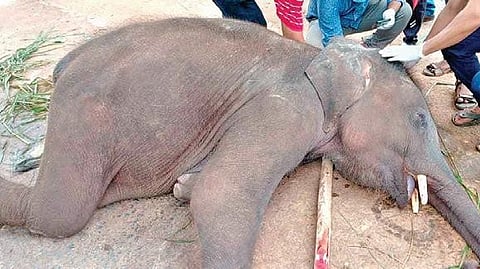 The DFO said while the death appears to be due to natural causes, likely drowning, confirmation will come only after the postmortem report.