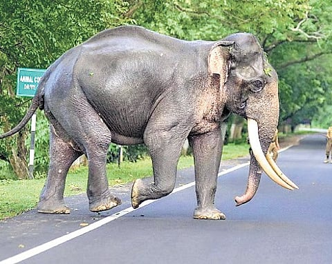 Assam gets new hydro project in elephant area
