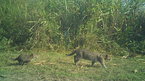 The fishing cat, one of the few felids adapted for aquatic hunting, faces threats from habitat loss and hunting, with disappearances noted in Vietnam and Java.