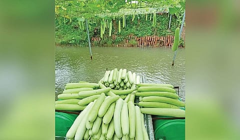 The bottle gourd crop from Hirod Patel's farm pond.