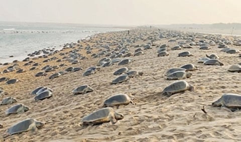 An official said the Rushikulya rookery, spread across 10 km from New Podampeta to Agasti Nuagaon, is one of the major mass nesting (Arribada) sites for the Olive Ridley sea turtles in the world.