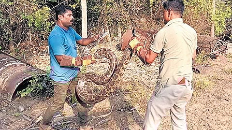 Foresters rescue an Indian rock python on Sunday.