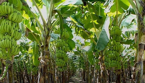A banana plantation.