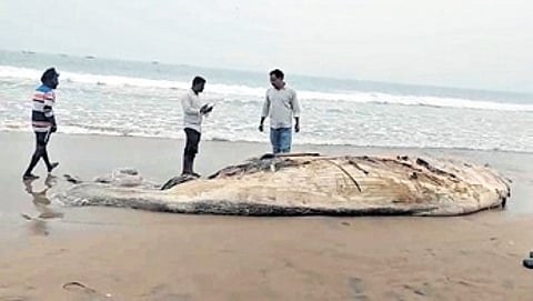 Officials suspect the mammal may also have been struck by ships or fishing vessels in deep waters before its carcass drifted ashore.