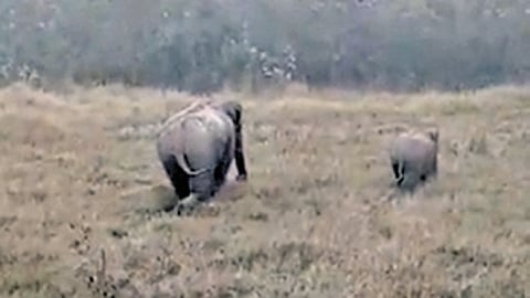 The female elephant and its calf