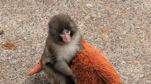 Punch carries his stuffed orangutan toy around
