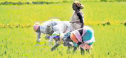 The scheme aims to enable cultivation on 30% of the 1 lakh hectares of fallow land through collaborative partnership between landowners and farmers.