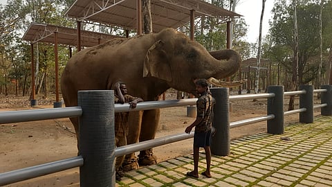 A mahout is feeding Muthu, a male captive elephant at the newly opened Chadivayal elephant camp on Thursday.