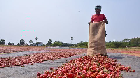 With the harvest season beginning, chilli prices have surged nearly twofold compared to normal times.