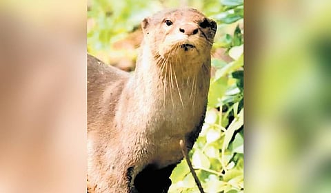 Notably, this marks the first otter birth at the zoo since 2004, when the last otter housed at the facility died.