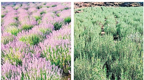 Purple promise of a mountain: Lavender transforms farming in J&K