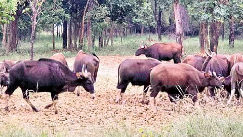 Debrigarh Wildlife Sanctuary