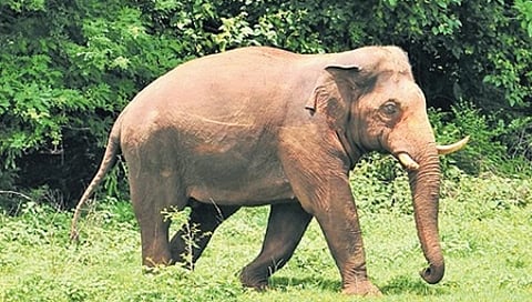 Representative image