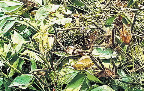 Workers harvesting black gram crop in a field near Gudivada of Krishna district