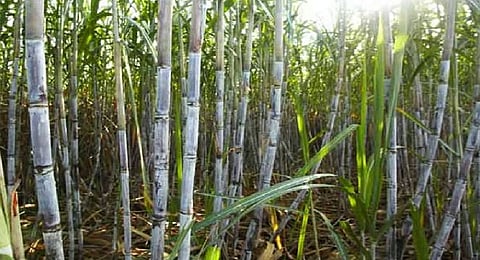 Sugarcane image used for representative purposes only.
