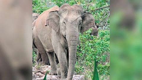 The residents of Bhamini and surrounding mandals are in constant fear about the wild elephants especially the newly ventured male tusker.